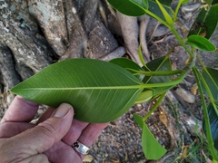 Ficus rubiginosa
