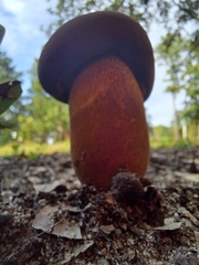 Neoboletus erythropus