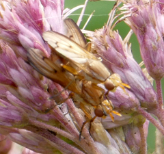 Tetanocera plebeja