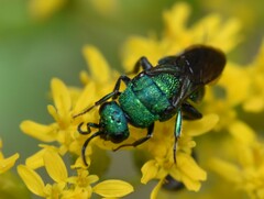 Chrysidinae