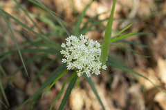 Asclepias angustifolia
