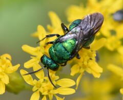 Chrysidinae