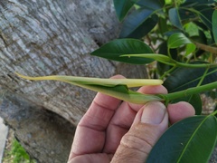 Ficus rubiginosa