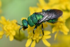 Chrysidinae