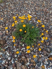 Rutidosis murchisonii