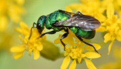 Chrysidinae
