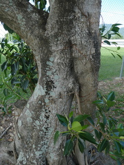 Ficus rubiginosa