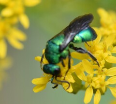 Chrysidinae