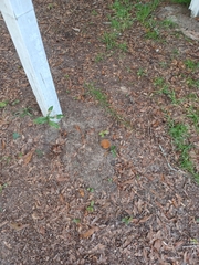 Neoboletus erythropus