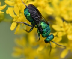 Chrysidinae