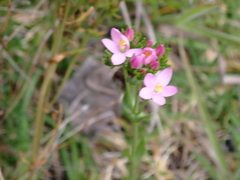 Centaurium erythraea