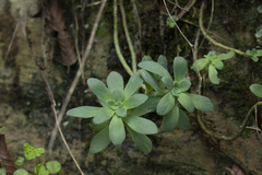 Sedum palmeri