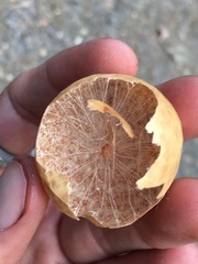 Andricus vacciniifoliae