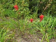 Castilleja miniata
