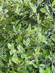 Euphorbia tithymaloides