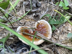 Ganoderma
