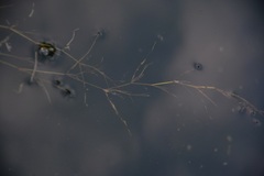 Potamogeton foliosus