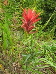 Castilleja miniata