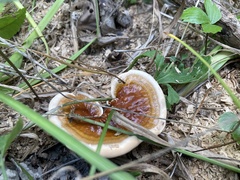 Ganoderma