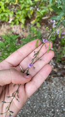 Desmodium paniculatum
