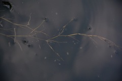 Potamogeton foliosus