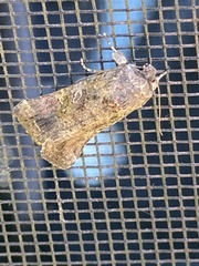 Spodoptera frugiperda