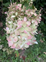 Hydrangea