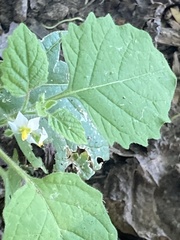Solanum sarrachoides