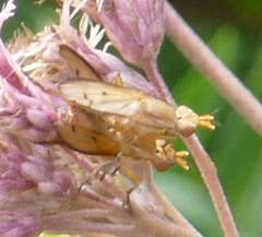 Tetanocera plebeja
