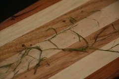 Potamogeton foliosus