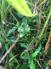 Myosotis laxa