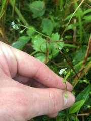 Myosotis laxa
