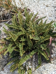 Myriopteris gracillima