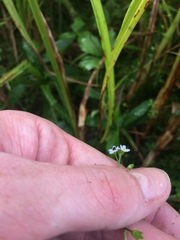 Myosotis laxa