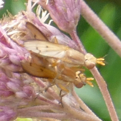 Tetanocera plebeja