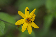 Wedelia hispida