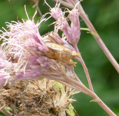 Tetanocera plebeja