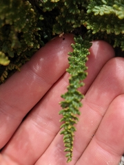 Myriopteris gracillima