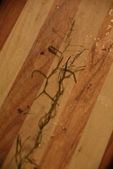 Potamogeton foliosus