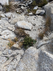 Myriopteris gracillima