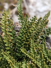 Myriopteris gracillima