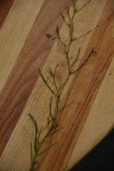 Potamogeton foliosus