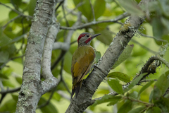 Colaptes rubiginosus