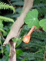 Tropaeolum tuberosum