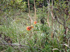 Bomarea multiflora