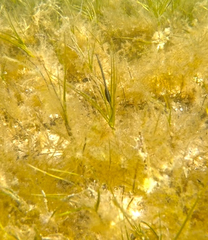 Stigmatopora nigra