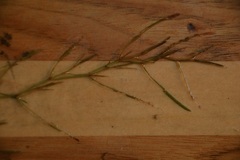 Potamogeton foliosus