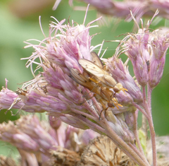 Tetanocera plebeja