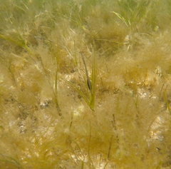Stigmatopora nigra