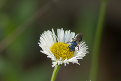 Erigeron longipes